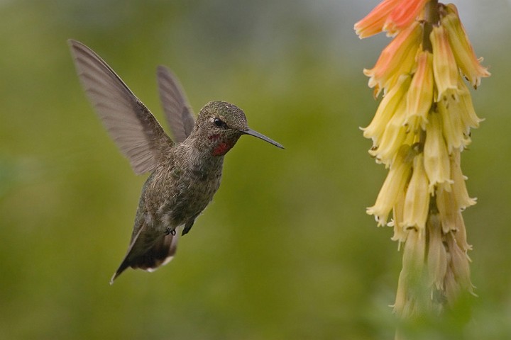 Selasphorus rufus Rufous Hummingbird